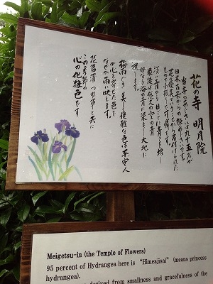 国指定史跡「明月院」は鎌倉幕府 北条時頼公によって建立。入口から本堂までは紫陽花が観光客の目を楽しませてくれます。