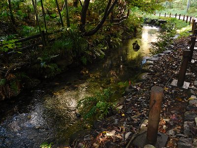 ここが、鶴ヶ峰かと驚くほどの散策路(^^♪