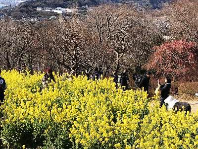 菜の花鑑賞(^^♪