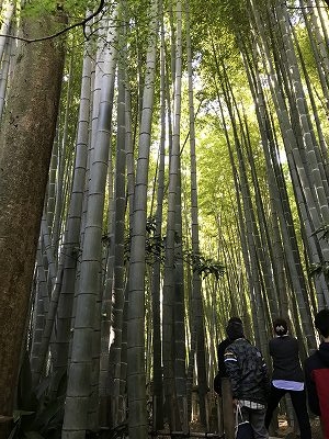 竹は太くて長~い・・・