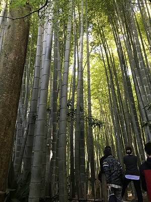 竹は太くて長～い・・・