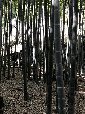 「報国寺」は別名「竹寺」約2千本の孟宗竹で、1年を通じて竹林の美しさと力強さが堪能できます(^^♪