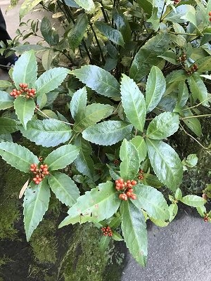 たくさんの植物をみることができました。皆さん、植物に詳しくて楽しさが倍増しました。こちらは千両。万両、百両も観ることができました(^^♪