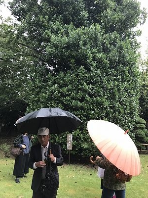 大きくそびえ立っているのが、「タラヨウ」の木です!