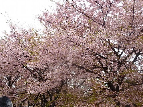 桜が満開でした。