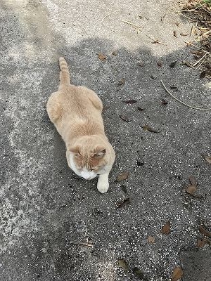 ニャンコ「もう帰っちゃうの?楽しかった?」私たち「とっても楽しかったよ!!ありがとね(^^♪」
