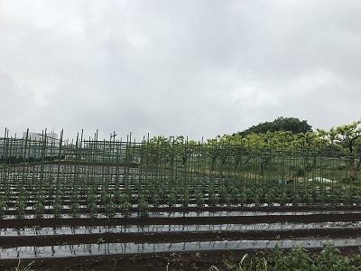 横浜野菜畑は何を作っているのでしょう。