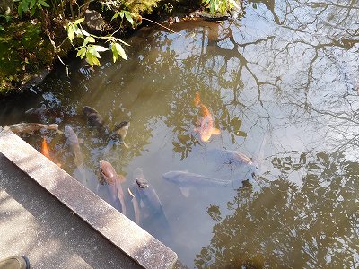 小川には鯉もたくさんいて、こちらに餌を求めてやって来ました(^^♪