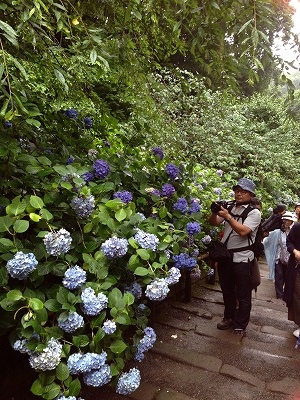 北鎌倉から7,8分歩くと、紫陽花寺で有名な「明月院」へ