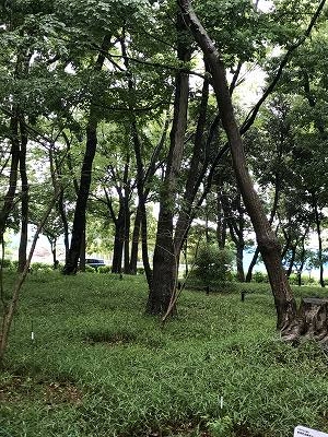 市営地下鉄「立場駅」から、小雨の中を出発しました。暫く歩くと広大な農地が目の前に広がってきました。横浜にもまだこんな風景がありました。