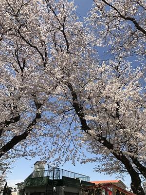 幸ヶ谷公園は桜の名所。割合小さな公園の中に、桜が沢山咲いてました！！