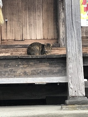 お出迎えしてくれた子猫ちゃんです。ちょっと、目が鋭いので、「あんた方、誰?」と思っているのかも・・・・(笑)