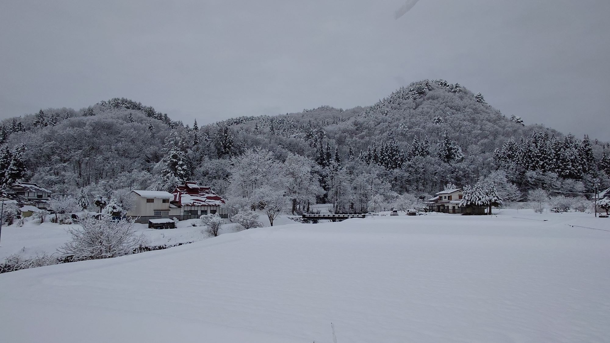 今朝も雪