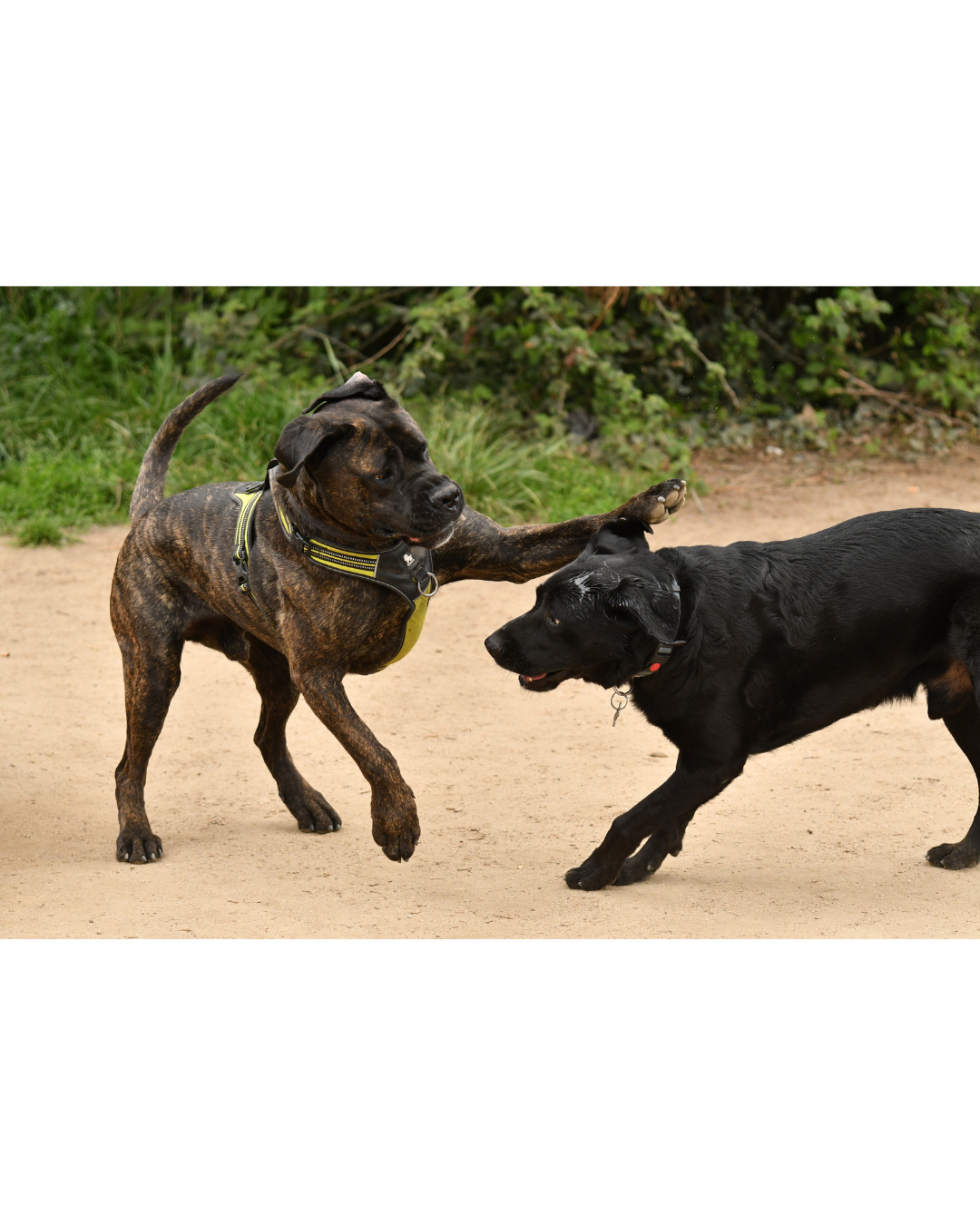 Onpopulaire mening honden spel