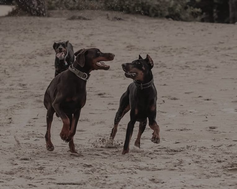Onpopulaire mening honden spel