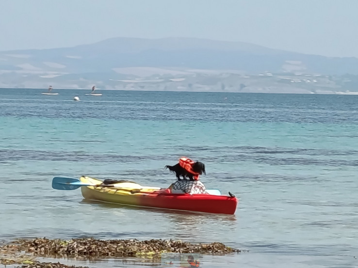 Chien sur un canoë kayak de Voile Horizons en baie de Douarnenez
