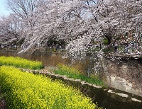 お花見とスケッチを堪能