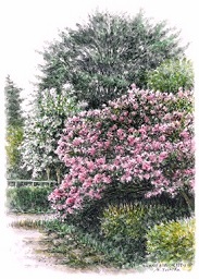 サルスベリの花