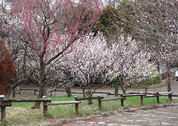 3月から野外でスケッチ
