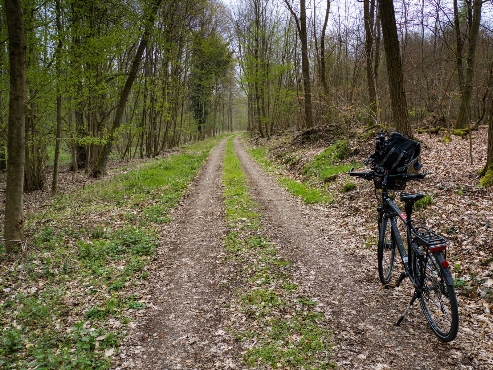 Waldspaziergang im April