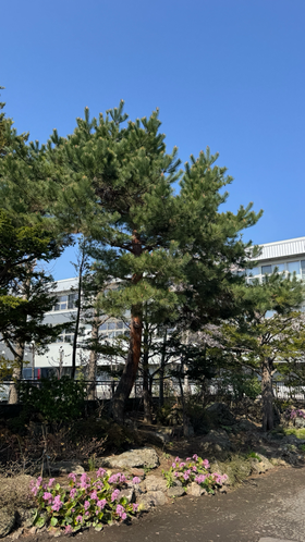 赤松の伐採(難易度高い)