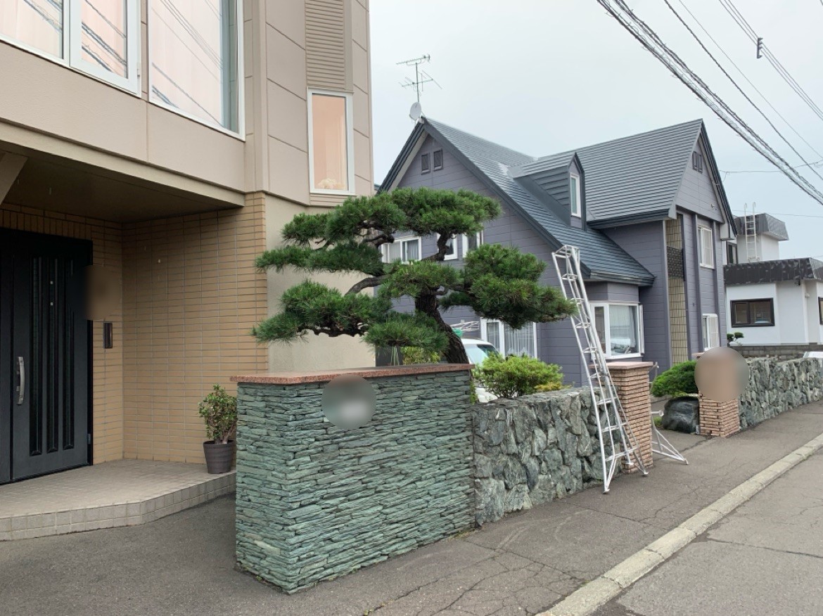 黒松・オンコの剪定・枝垂れモミジと梅の伐採