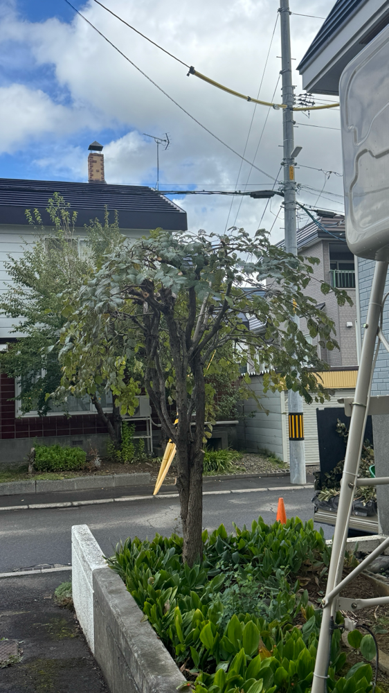 3本の剪定