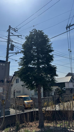 2件 エゾマツの剪定と冬囲い外し
