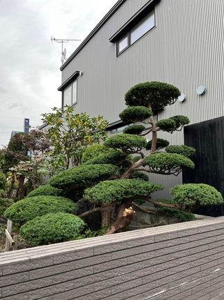 ２件 : お庭全体の剪定と手抜き除草