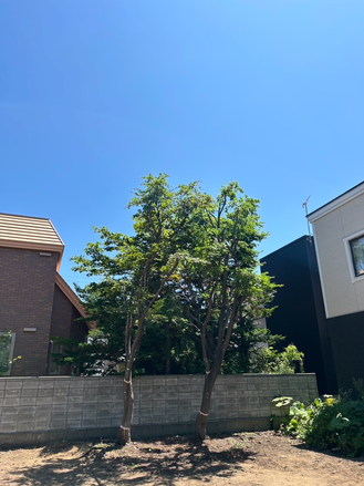 2件：モミジの強剪定と草刈り