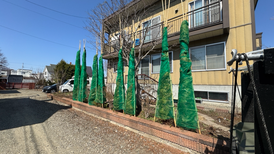 3件 : 冬囲い外し