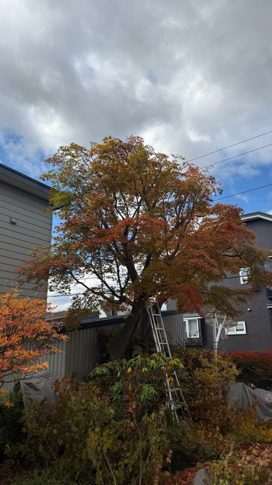 モミジの高木剪定