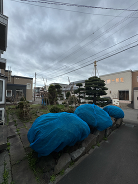 2件 : 冬囲い外しと伐採