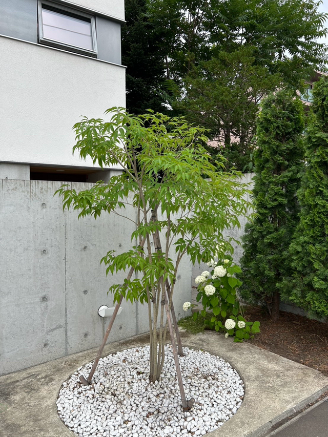 2件：プンゲンストウヒ、アオダモ、カツラ、コニファー、アオハダ、ヤマモミジ、ヤマボウシの剪定、手抜き除草など