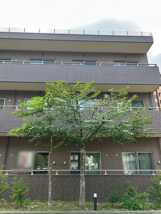 コブシと桜数本の剪定と枝切り