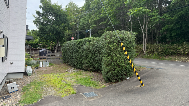ヒバの剪定とモミジの剪定