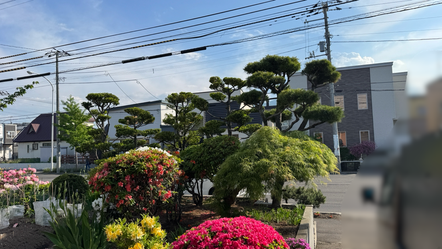 オンコ、五葉松、黒松の剪定