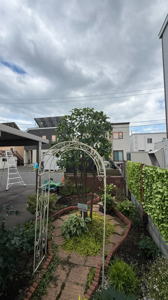 ヤマボウシの剪定