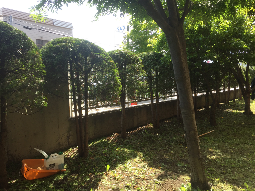 ニオイヒバの刈り込み剪定 87本 札幌の庭木の剪定 伐採 草刈り 冬囲い 植木屋このはなガーデン ニオイヒバの刈り込み剪定 87本 札幌の庭木の剪定 伐採 草刈り 冬囲い 植木屋このはなガーデン