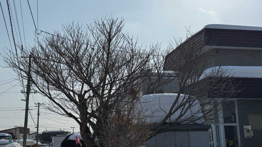 桜の剪定