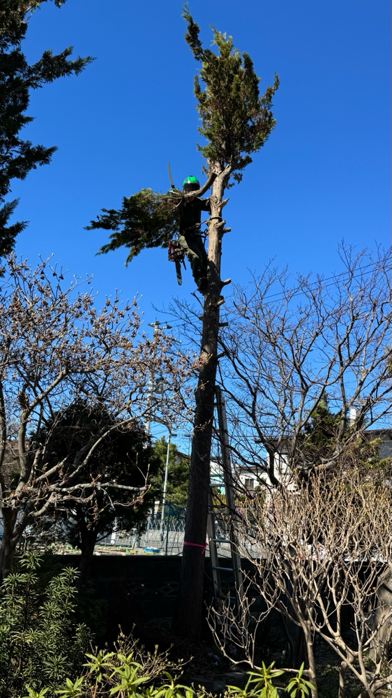 クリ、ヒバの伐採