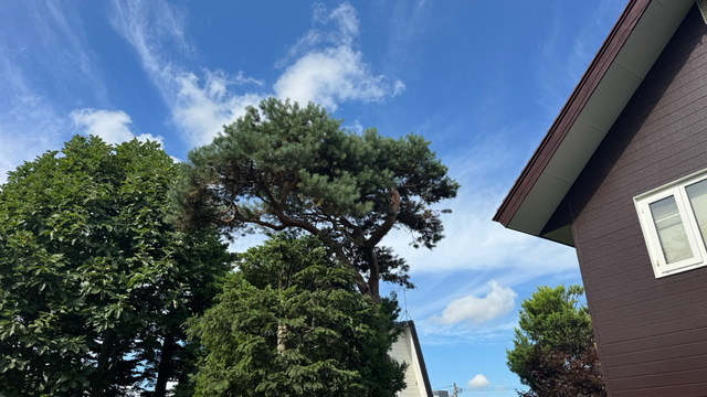 松とトド松の剪定