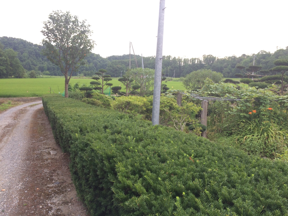 17年度実家のオンコ イチイ の生垣の剪定 札幌の庭木の剪定 伐採 草刈り 冬囲い 植木屋このはなガーデン