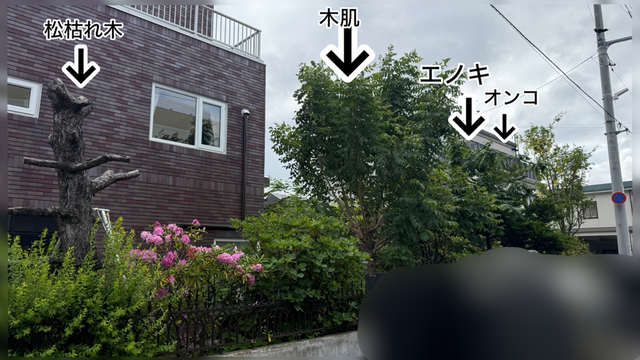松、キハダ、エノキ、イトヒバ、オンコ、モクレンの伐採