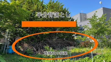 堆積枝の投棄、オンコ１２本の半分背落とし