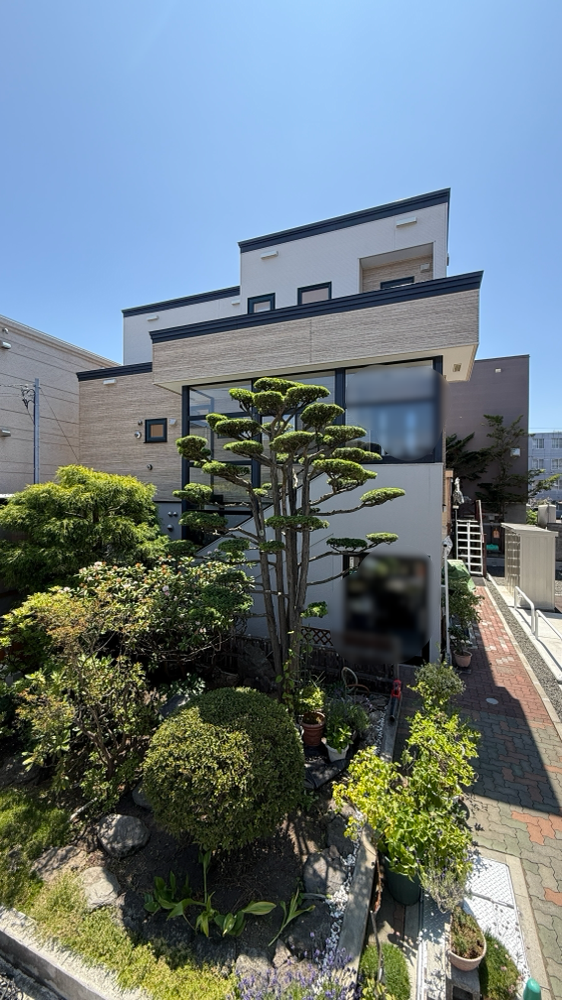 オンコとイトヒバの剪定
