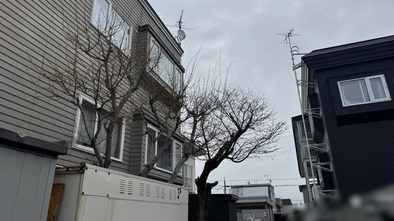桜とモミジの伐採