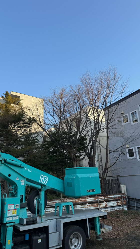 高所作業車を使ったモミジの剪定