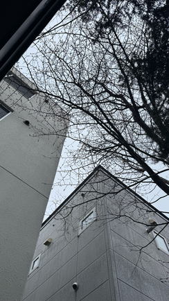 桜の枝切り