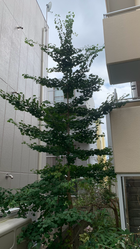イチョウの伐採